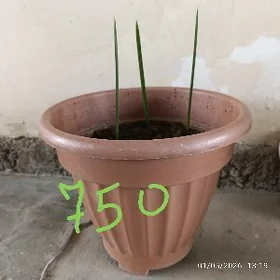 Hurma ajuwa Arab Palma