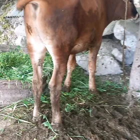 òkùz bakylan