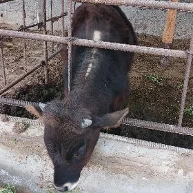 öküz