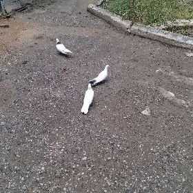 kepderi golubi