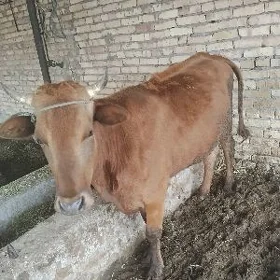 bogaz sygyr
