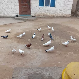 Kepder