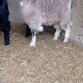 owlakly geçi