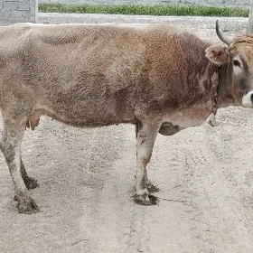 Sygyr golesiz
