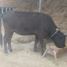 Sygyr 6 aý bogaz