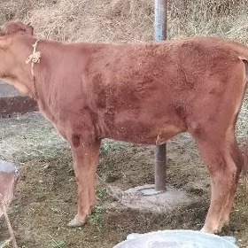 Tüwe 1 ýaş üç aý