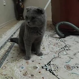Шотландский вислоухий