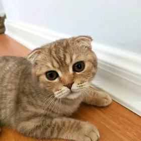 şotlan pişijek