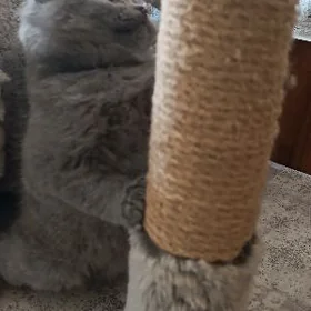 котёнок