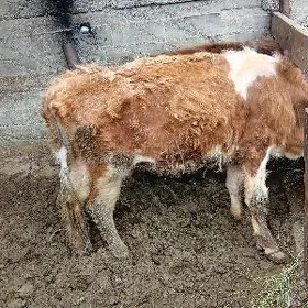 simintal sygyr