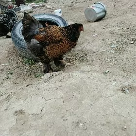 brama laset para