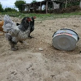 brama silver