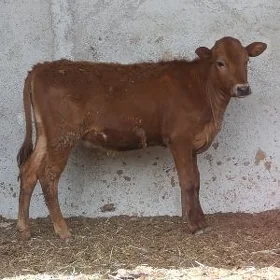 Tüwe