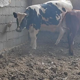 öküz