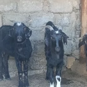 ERKEÇ GEÇI