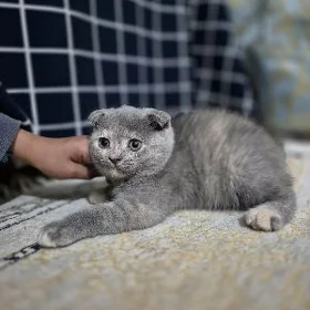 Котята вислоухие