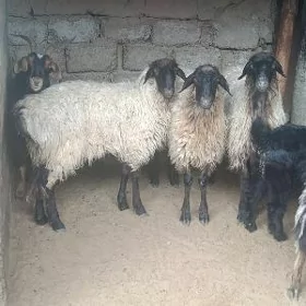 IŞŞEK