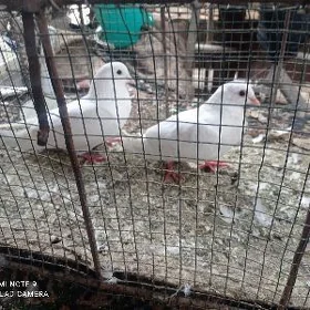 kepder