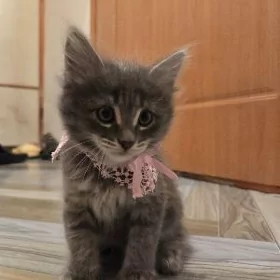 котята