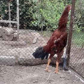 horoz