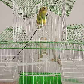 Guş