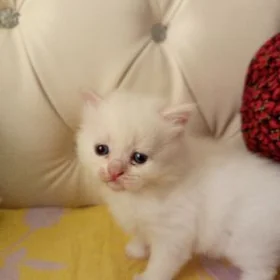 шотландский котенок