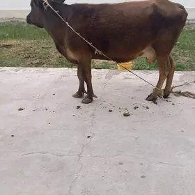 sygyr