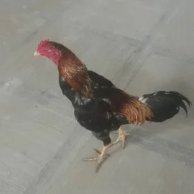 jüje
