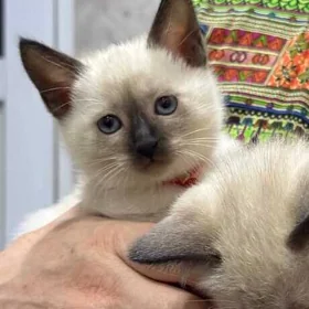 сиамский котенок
