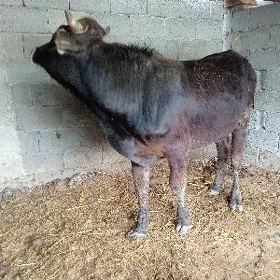 öküz