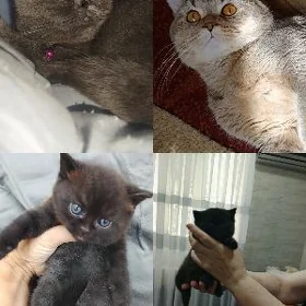 Котенок