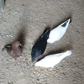 kepderi