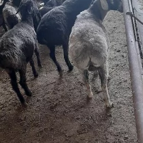 koýun