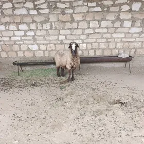 goýun