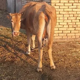 GÖLELİ SYGYR