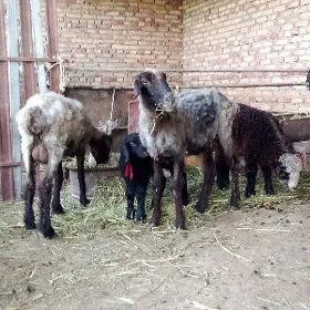 Guzuly Goýunlar 2 Sany Saýlama