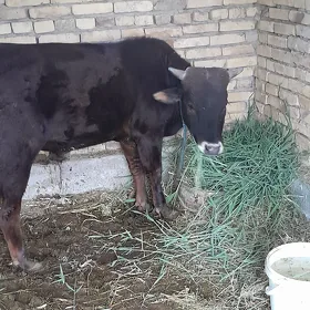 őkůz baklik