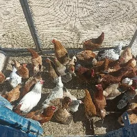 towuklar