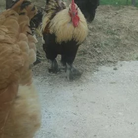 horaz
