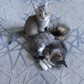 котята