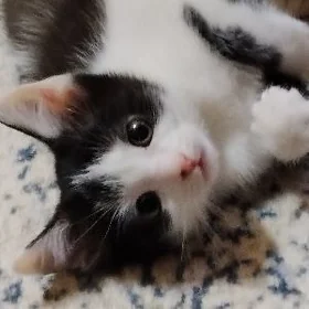 котята