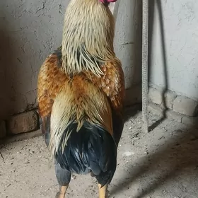 horaz