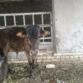 голе