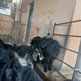 cebis cykan