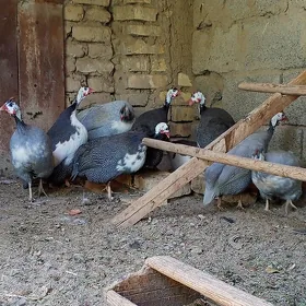 яйца цысарки кякилик