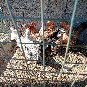 karlik towuklar