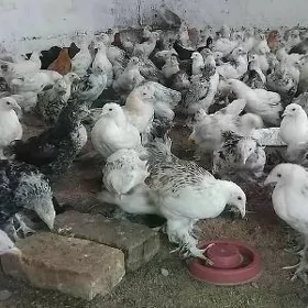 брама жуже 3 айлык