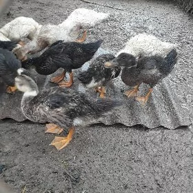 ordek gak gak