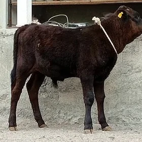 Öküz Tüwe Göle