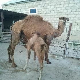 Köşekli düýe